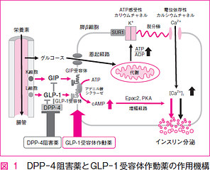 GLP-1作動メカニズム