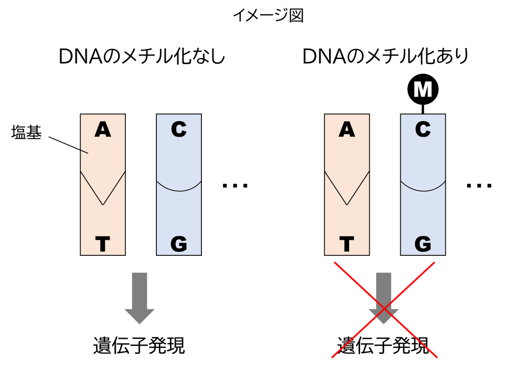DNAの塩基配列メチル化